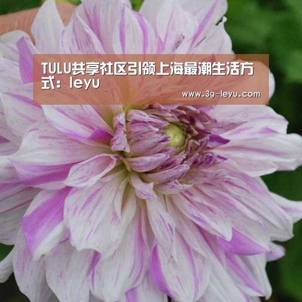 TULU共享社区引领上海最潮生活方式：leyu(图2)